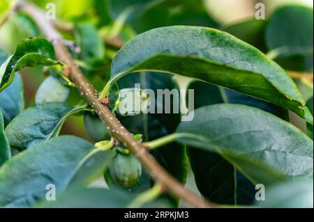 Kakmon vert cru dans la branche de l'arbre. Gros plan. Banque D'Images