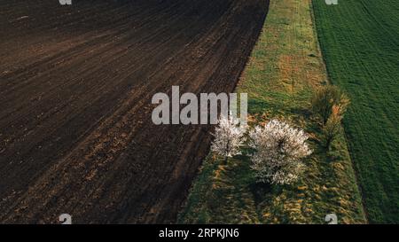 Photo aérienne de petit verger de fruits avec peu d'arbres entre les champs cultivés dans le paysage rural, vue grand angle drone pov Banque D'Images