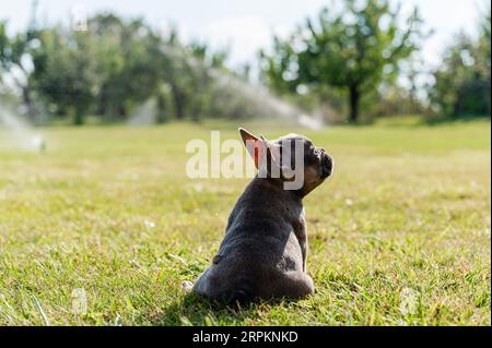 Chiot bulldog français assis sur une pelouse verte dans la cour arrière. Vue de l'arrière. Le chien lève les yeux. Banque D'Images