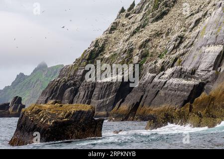 Sceilg Bheag , Skellig Rock Small, Irlande, Royaume-Uni Banque D'Images