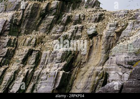 Sceilg Bheag , Skellig Rock Small, Irlande, Royaume-Uni Banque D'Images