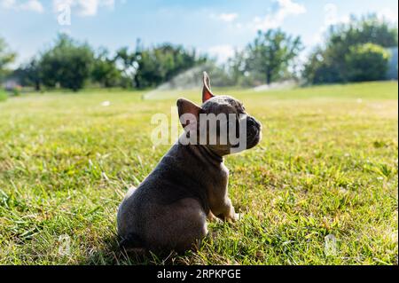 Chiot bulldog français assis sur une pelouse verte dans la cour arrière. Vue de l'arrière. Le chien tourne la tête. Banque D'Images