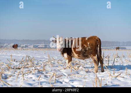 200117 -- HARBIN, 17 janvier 2020 -- une photo prise le 9 janvier 2020 montre des champs enneigés dans le village de Fanshen, dans le comté de Kedong, à Qiqihar, dans le nord-est de la province du Heilongjiang. CHINE-HEILONGJIANG-PAYSAGE HIVERNAL CN XiexJianfei PUBLICATIONxNOTxINxCHN Banque D'Images