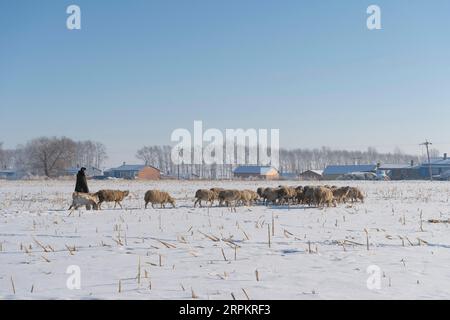 200117 -- HARBIN, le 17 janvier 2020 -- Un villageois troupeau des moutons dans des champs enneigés du village de Fanshen, dans le comté de Kedong, à Qiqihar, dans la province du Heilongjiang, au nord-est de la Chine, le 9 janvier 2020. CHINE-HEILONGJIANG-PAYSAGE HIVERNAL CN XiexJianfei PUBLICATIONxNOTxINxCHN Banque D'Images