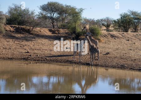 Girafe nubienne (Giraffa camelopardalis ou Giraffa camelopardalis camelopardalis), également connue sous le nom de girafe de Baringo ou girafe ougandaise Banque D'Images