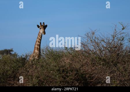 Girafe nubienne (Giraffa camelopardalis ou Giraffa camelopardalis camelopardalis), également connue sous le nom de girafe de Baringo ou girafe ougandaise Banque D'Images