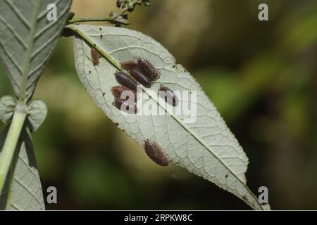 Poux des bois rugueux, poulailler rugueux (Porcellio scaber), famille des Porcellionidae. Dessous feuille d'un lilas d'été (Buddleja davidii). Jardin hollandais, Banque D'Images