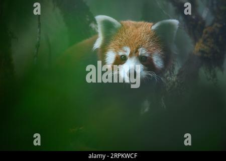 Portrait créatif de panda rouge regardant à travers la végétation au sommet d'un arbre oaknut Banque D'Images