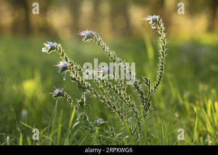 Bugloss de Viper (echium vulgare) pendant l'heure dorée Banque D'Images