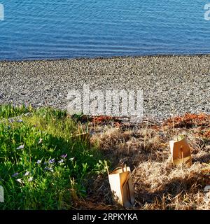 L'ironie. Utilisation d'herbicides sur une rive du front de mer pour tuer les plantes afin que de nouvelles plantes puissent prospérer. Le ruisseau se jette dans l'estuaire de Motueka Banque D'Images