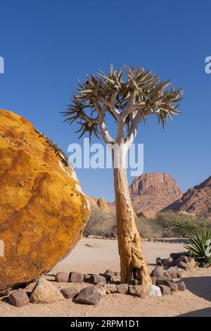 Quiver Tree Forest Banque D'Images