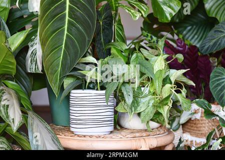 Jungle urbaine. Différentes plantes d'intérieur tropicales comme Philodendron ou Pothos dans des pots de fleurs en panier sur les tables Banque D'Images