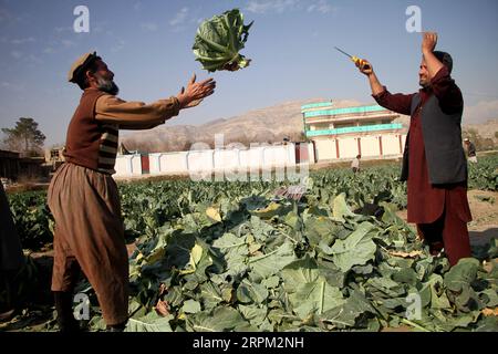 200126 -- JALALABAD, 26 janvier 2020 Xinhua -- des agriculteurs afghans travaillent dans les champs dans le district de Behsoud, province de Nangarhar, Afghanistan, le 25 janvier 2020. Selon un rapport de la Banque mondiale, l économie afghane a crû de 2,9 % en 2019 et devrait croître de 3,3 % en 2020. Photo de Saifurahman Safi/Xinhua AFGHANISTAN-ÉCONOMIE-CROISSANCE PUBLICATIONxNOTxINxCHN Banque D'Images