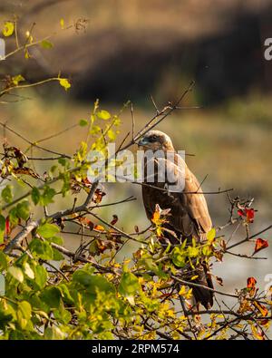 Harrier des marais eurasiens ou Circus spilonotus portrait ou gros plan perché sur un arbre avec fond vert naturel au parc national de keoladeo bharatpur Banque D'Images