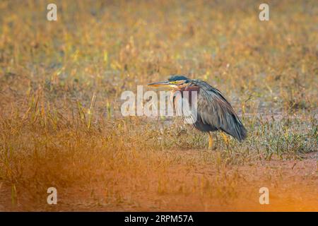 héron violet ou ardea purpurea gros plan d'art ou portrait dans la saison d'hiver lumière du lever du soleil au parc national de keoladeo ou sanctuaire d'oiseaux de bharatpur inde Banque D'Images