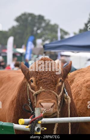 South Devon Bull, Moreton dans Marsh Show 2023 Banque D'Images