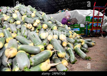 200201 -- SHOUGUANG, le 1 février 2020 -- Un agriculteur emballe des navets verts dans un parc logistique de produits agricoles à Shouguang, dans la province du Shandong de l'est de la Chine, le 1 février 2020. La ville de Shouguang, l une des principales bases de production de légumes en Chine, a activé des plans d urgence pour promouvoir la transaction de légumes frais après l épidémie du nouveau coronavirus. En ce moment, il fournit à Wuhan 600 tonnes de légumes par jour. Dans le même temps, il peut également répondre aux demandes dans la province du Shandong ainsi que Beijing et Shanghai. CHINE-SHANDONG-SHOUGUANG-APPROVISIONNEMENT DE LÉGUMES CN GUOXXULEI PUBLICATIONXNOTX Banque D'Images