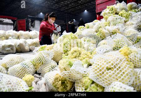 200201 -- SHOUGUANG, le 1 février 2020 -- Un agriculteur débrouille des légumes dans un parc logistique de produits agricoles à Shouguang, dans la province du Shandong de l'est de la Chine, le 1 février 2020. La ville de Shouguang, l une des principales bases de production de légumes en Chine, a activé des plans d urgence pour promouvoir la transaction de légumes frais après l épidémie du nouveau coronavirus. En ce moment, il fournit à Wuhan 600 tonnes de légumes par jour. Dans le même temps, il peut également répondre aux demandes dans la province du Shandong ainsi que Beijing et Shanghai. CHINE-SHANDONG-SHOUGUANG-APPROVISIONNEMENT DE LÉGUMES CN GUOXXULEI PUBLICATIONXNOTXIN Banque D'Images