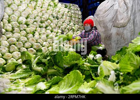 200201 -- SHOUGUANG, le 1 février 2020 -- Un agriculteur débrouille des légumes dans un parc logistique de produits agricoles à Shouguang, dans la province du Shandong de l'est de la Chine, le 1 février 2020. La ville de Shouguang, l une des principales bases de production de légumes en Chine, a activé des plans d urgence pour promouvoir la transaction de légumes frais après l épidémie du nouveau coronavirus. En ce moment, il fournit à Wuhan 600 tonnes de légumes par jour. Dans le même temps, il peut également répondre aux demandes dans la province du Shandong ainsi que Beijing et Shanghai. CHINE-SHANDONG-SHOUGUANG-APPROVISIONNEMENT DE LÉGUMES CN GUOXXULEI PUBLICATIONXNOTXIN Banque D'Images