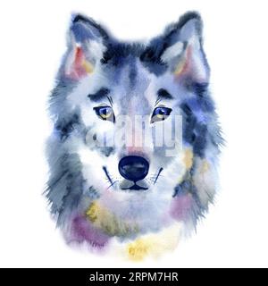 Tête de loup aquarelle. Vue avant. Illustration peinte à la main Banque D'Images