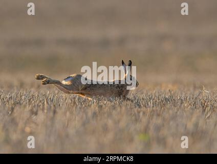 À pleine étirement un lièvre brun ( Lepus europaeus ) sprint à plat sur le chaume avec la lumière du soleil dorée sur lui. Couleurs d'automne. Suffolk, Royaume-Uni Banque D'Images