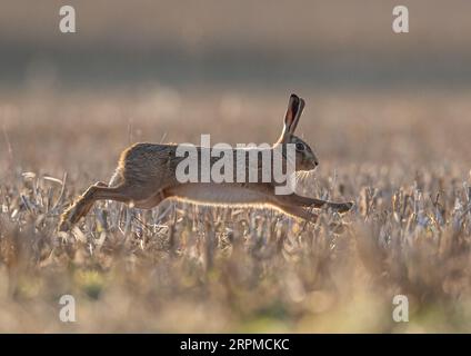 À pleine étirement un lièvre brun ( Lepus europaeus ) sprint à plat sur le chaume avec la lumière du soleil dorée sur lui. Couleurs d'automne. Suffolk, Royaume-Uni Banque D'Images