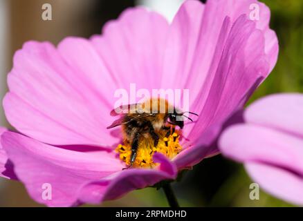 Abeille commune de carder sur fleur de Cosmos Banque D'Images