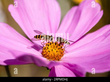 Syrphus ribesii survole la fleur de Cosmos Banque D'Images