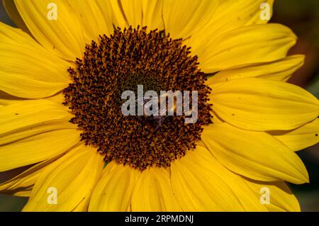 Abeille commune de Carder sur le tournesol Banque D'Images