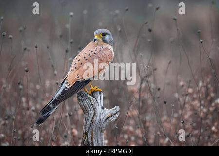 Kestrel européen, Kestrel eurasien, Kestrel de l'ancien monde, Kestrel commun (Falco tinnunculus), perchoirs mâles sur un belvédère et regardant en arrière, vue de côté, Banque D'Images