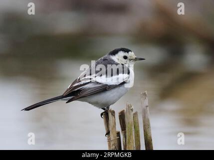 Wagtail chinois, Wagtail Amour, Wagtail blanc Amour (Motacilla alba leucopsis, Motacilla leucopsis), perché sur le roseau au bord de l'eau, vue latérale, Banque D'Images