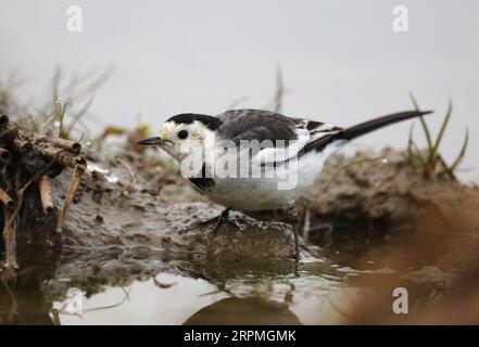 Wagtail chinois, Wagtail Amour, Wagtail blanc Amour (Motacilla alba leucopsis, Motacilla leucopsis), au bord de l'eau, vue latérale, Chine Banque D'Images