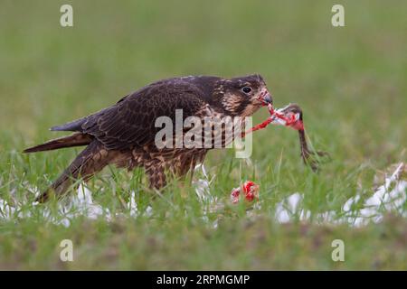 faucon pèlerin (Falco peregrinus), faucon pèlerin juvénile se nourrissant d'un oiseau capturé, vue latérale, Italie, Toscane Banque D'Images