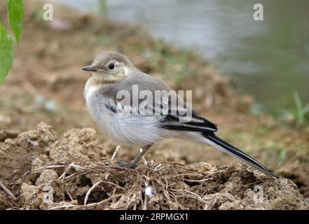 Wagtail chinois, Wagtail Amour, Wagtail blanc Amour (Motacilla alba leucopsis, Motacilla leucopsis), Wagtail juvénile perché sur le rivage, vue latérale, Banque D'Images