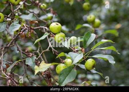Pomme de crabe, crabe sauvage (Malus sylvestris), fruits sur une branche, Allemagne Banque D'Images