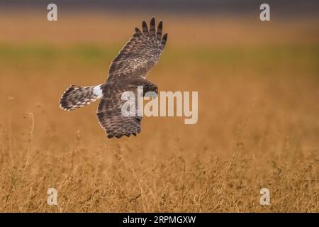 Harrier à poules (Circus cyaneus), femelle en vol, Italie, Toscane, Pise Banque D'Images