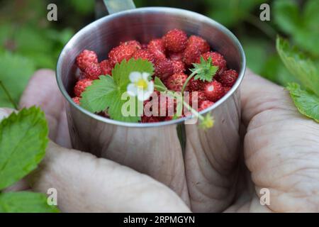 Fraise sauvage, fraise des bois, fraise des bois (Fragaria vesca), fraises des bois récoltées dans une boîte, Suède Banque D'Images