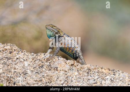 Lézard épineux du désert (Sceloporus magister), mâle impressionnant avec une poche de gorge bleue, USA, Arizona, Pinnacle Peak, Scottsdale Banque D'Images