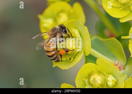 Abeilles ruches (bourdons, abeilles à miel et orchidées) (Apidae), pollens d'abeilles sauvages à l'épice, États-Unis, Arizona, Phoenix Banque D'Images