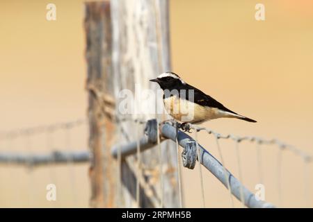 Cypriaca (Oenanthe cypriaca), jeune mâle sur une clôture, Israël Banque D'Images