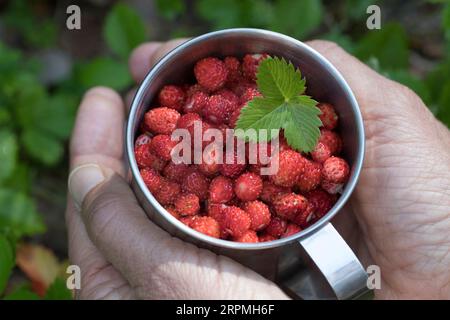 Fraise sauvage, fraise des bois, fraise des bois (Fragaria vesca), fraises des bois récoltées dans une boîte, Suède Banque D'Images