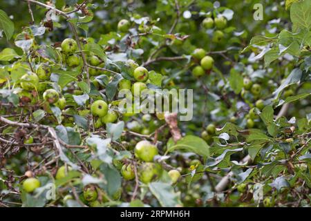 Pomme de crabe, crabe sauvage (Malus sylvestris), fruits sur une branche, Allemagne Banque D'Images
