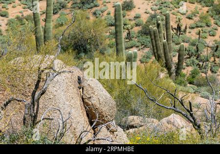 Chuckwalla commun (Sauromalus ater), gros mâle bronzer sur un rocher dans le désert, USA, Arizona, Pinnacle Peak Banque D'Images