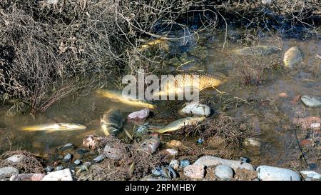 La carpe écailleuse, la carpe européenne (Cyprinus carpio), les carpes ont été évacuées du réservoir pendant les secours d'urgence après de fortes pluies et y ont péri Banque D'Images