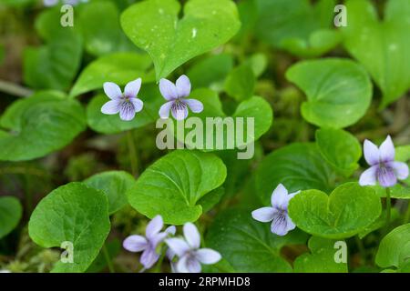 Violet nain des marais, violet des marais du nord (Viola epipsila, Viola suecica, Viola palustris var. Epipsila), floraison, Suède Banque D'Images