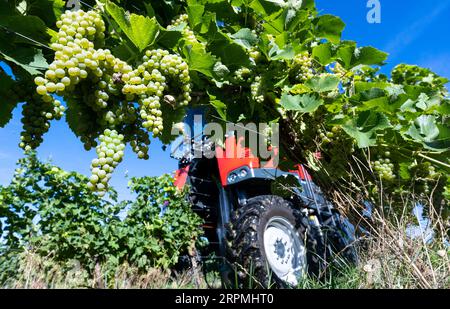 05 septembre 2023, Saxe-Anhalt, Freyburg : une vendange complète de l'association des viticulteurs de Freyburg-Unstrut récolte les premiers raisins de la saison dans la région viticole de Saale-Unstrut près de Zscheiplitz. Environ quatre à cinq tonnes du cépage Solaris, qui sert de base au populaire Federweißen, ont été récoltées dans les vignes dans le processus. La boisson à faible teneur en alcool sera dégustée ce week-end lors du grand festival des vignerons de la région. La récolte est considérée comme une répétition générale pour la récolte principale de la semaine à venir, qui se concentrera ensuite sur le début Banque D'Images