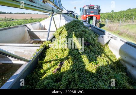 05 septembre 2023, Saxe-Anhalt, Freyburg : une vendange complète de l'association des viticulteurs de Freyburg-Unstrut récolte les premiers raisins de la saison dans la région viticole de Saale-Unstrut près de Zscheiplitz. Environ quatre à cinq tonnes du cépage Solaris, qui sert de base au populaire Federweißen, ont été récoltées dans les vignes dans le processus. La boisson à faible teneur en alcool sera dégustée ce week-end lors du festival des grands vignerons de la région. La récolte est considérée comme une répétition générale pour la récolte principale de la semaine à venir, qui se concentrera ensuite sur le vari précoce Banque D'Images