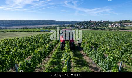 05 septembre 2023, Saxe-Anhalt, Freyburg : une vendange complète de l'association des viticulteurs de Freyburg-Unstrut récolte les premiers raisins de la saison dans la région viticole de Saale-Unstrut près de Zscheiplitz. Environ quatre à cinq tonnes du cépage Solaris, qui sert de base au populaire Federweißen, ont été récoltées dans les vignes dans le processus. La boisson à faible teneur en alcool sera dégustée ce week-end lors du grand festival des vignerons de la région. La récolte est considérée comme une répétition générale pour la récolte principale de la semaine à venir, qui se concentrera ensuite sur le début Banque D'Images