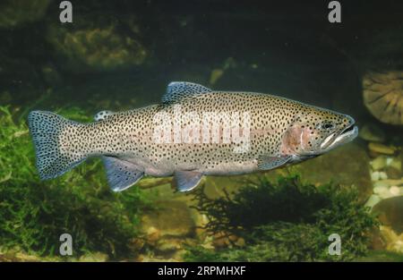 Truite arc-en-ciel (Oncorhynchus mykiss, Salmo gairdneri), grand laitier Banque D'Images