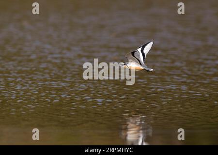 Pluvier égyptien, oiseau crocodile (Pluvianus aegyptius), en vol au-dessus du fleuve Gambie, vue latérale, Gambie Banque D'Images